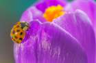 USA, Washington State, Seabeck. Lady bug on crocus flower. Art Print
